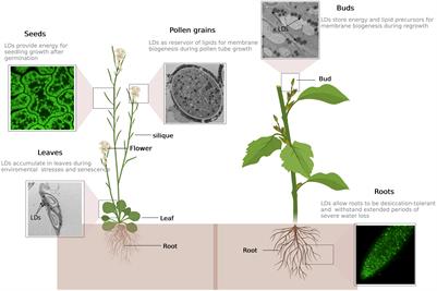 Lipid droplets are versatile organelles involved in plant development and plant response to environmental changes